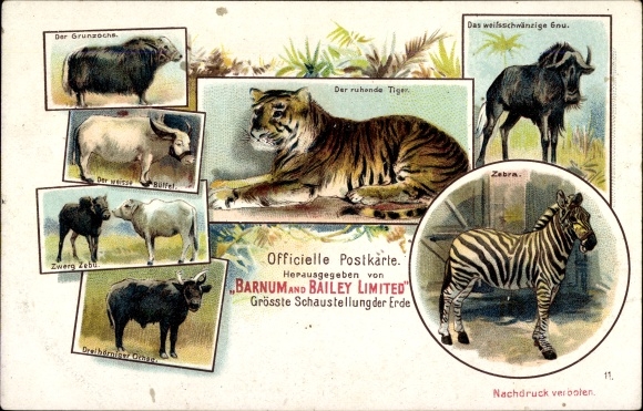 Chromo-Litho Circus Barnum and Bailey, The Resting Tiger, Zebra, Wildebeest, Buffalo, Zebu