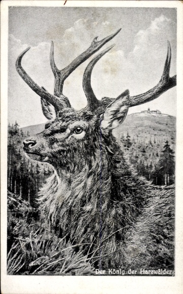 Ak Hirsch, König der Harzwälder
