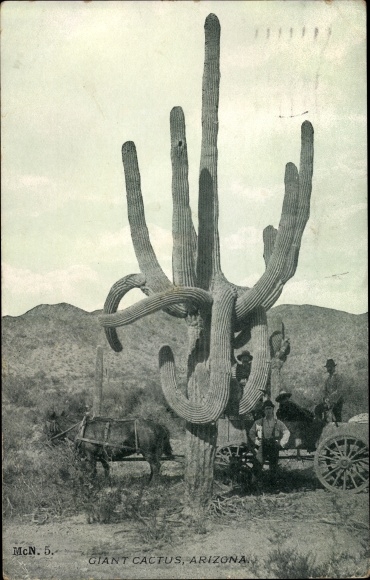 Postcard Arizona USA, Giant Cactus, Kaktus