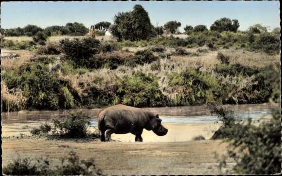 Ak Afrikanische Tierwelt, Nilpferd