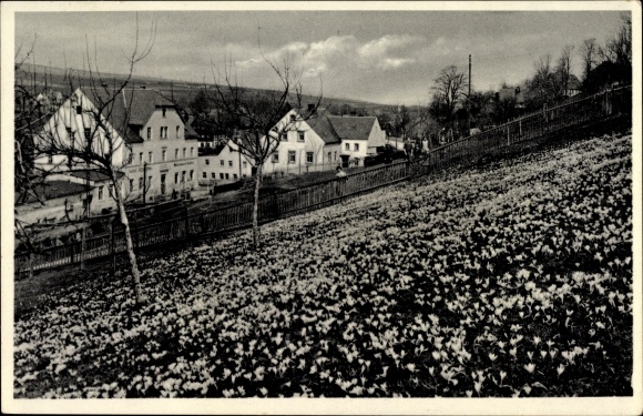 Postcard Drebach in the Ore Mountains, partial view of the town, inn, spring meadow with crocuses