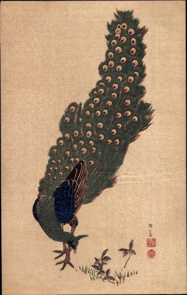 Artist PC Japan, peacock with long tail feathers