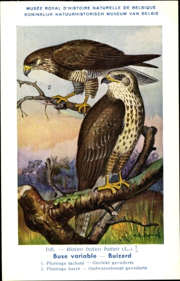 Artist Postcard Dupond, Hub., Buteo Buteo, common buzzard