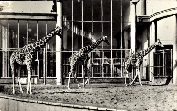 Postcard Rotterdam South Holland Netherlands, Zoo, Giraffes