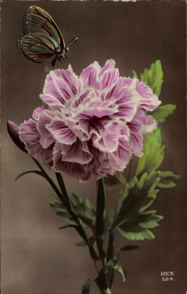 Postcard Carnation, Butterfly