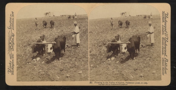 Stereo Foto Palästinensischer Bauer beim Pflügen, Dorf Ajalon, Palästina