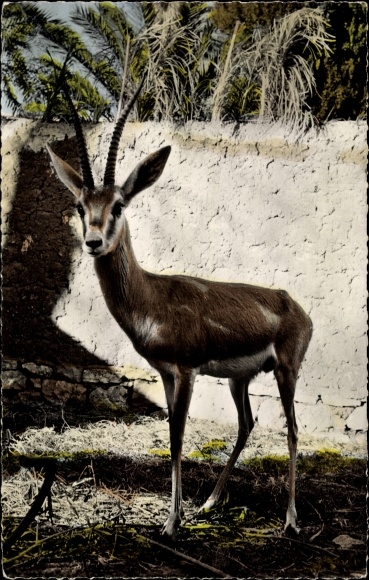 Postcard African Fauna, Sand Gazelle
