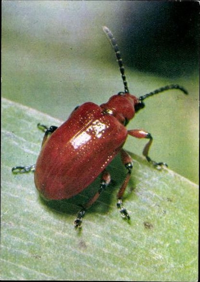7 old Postcard beetles and other insects, various views