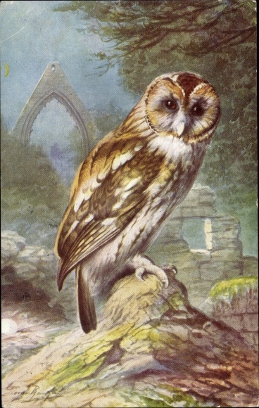 Artist Postcard Brown Owl, Owl