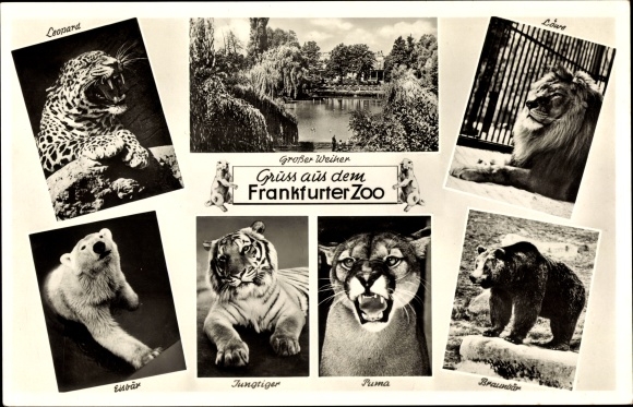 PC Frankfurt Main, zoological garden, leopard, lion, polar bear, puma, brown bear