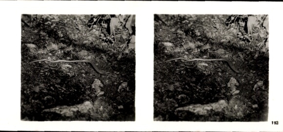 Stereo photo From the forest community, slowworm