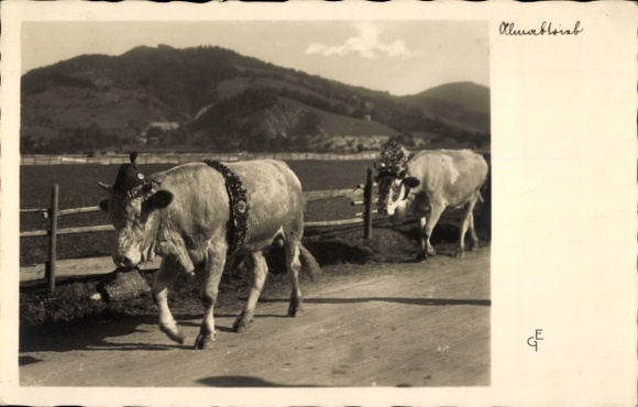 Postcard Schliersee Upper Bavaria, Ankelalm, cattle drive, cows with floral decorations walk past a fence...