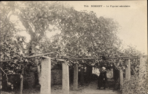 Postcard Roscoff Finistère, the age-old Fig tree