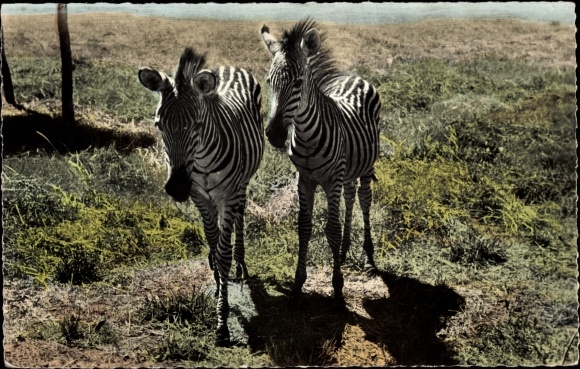 Postcard African wildlife, zebras