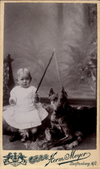 CdV child portrait, toddler with dog, Great Dane, photographer Herm. Meyer, Senftenberg, Niederlausitz