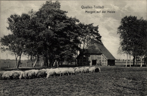 Postcard Tostedt in Lower Saxony, Morning on the Heath