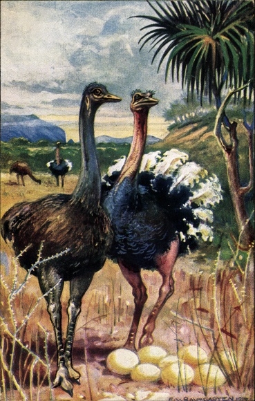 Artist PC Baumgarten, E. von, ostriches in South West Africa, ostrich eggs, German colonial areas