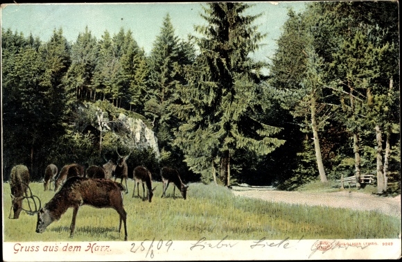 Postcard Greetings from the Harz Mountains, deer