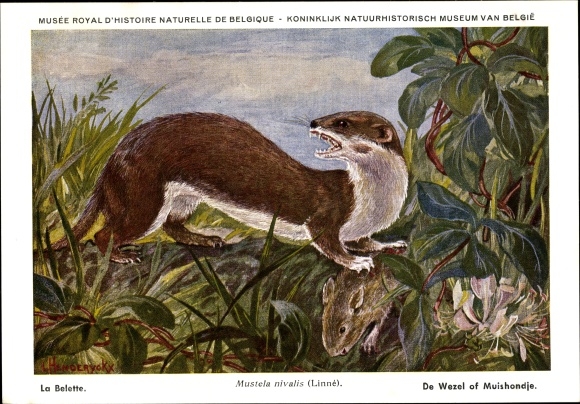 Artist PC Mustela nivalis, mouse weasel, Musée Royal D&#39;Histoire Naturelle de Belgique