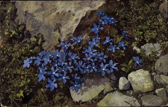 Postcard Nenke and Ostermaier, photochromia, gentian
