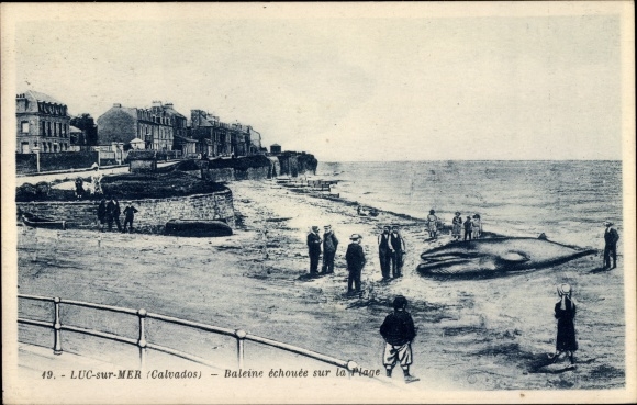 Postcard Luc sur Mer Calvados, Whale stranded on the Beach, gestrandete Wale