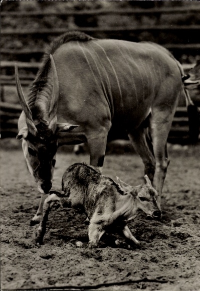 Postcard Zoological Garden, antelope, calf