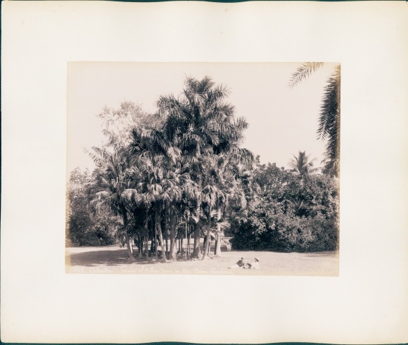 Photo Darjeeling India, landscape, palm trees