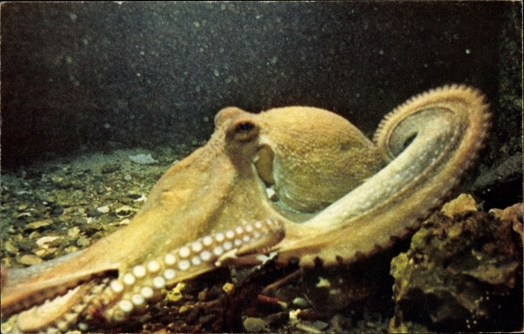 Postcard squid, octopus, kraken