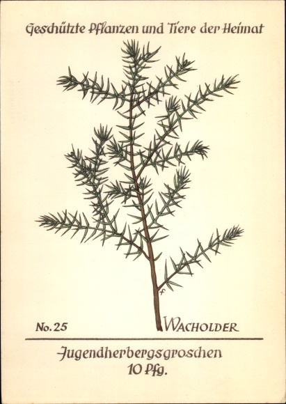 Artist PC juniper, protected plants and animals of the homeland No. 25, youth hostel work