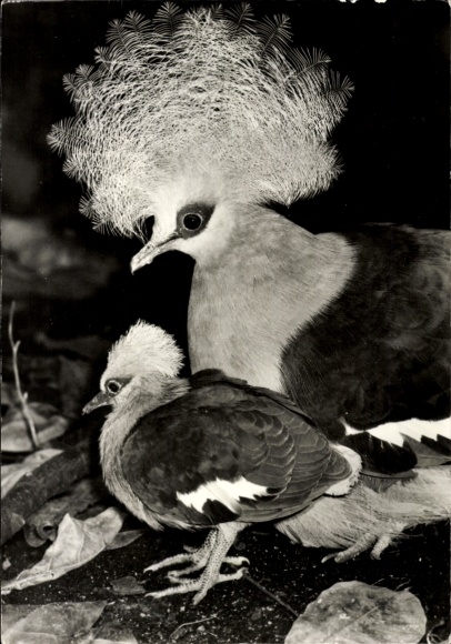 Postcard Crowned Pigeons, adult and chick