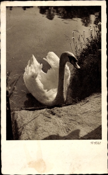 Postcard Landpoststempel Laave Neuhaus Elbe Land, Schwan