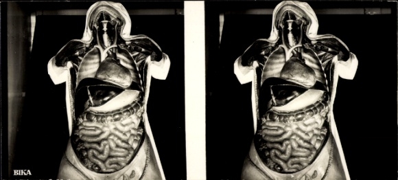 Stereo photo model of a human torso, organs, BIKA